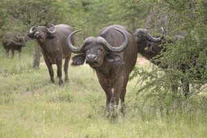 Vacas Búfalas com cria ao pé ou novilhas solteiras oi prenhas.